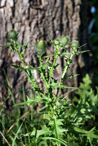 Bild auf Leinwand Spiny spear thistle green buds with sharp prickles on textured tree bark background, demonstrating wild armor, noxious agricultural weed biology, asteraceae family botany details