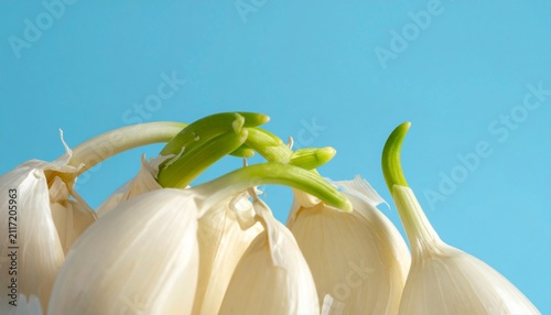 Fresh garlic cloves with green sprouts against a blue background vegetable ingredient aromatic agriculture foodstuff