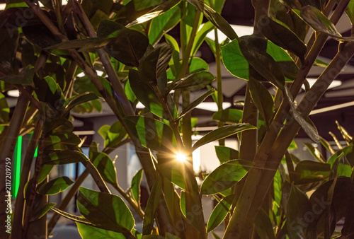 Sunlight streaming through lush green plant leaves.