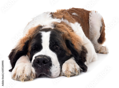 Canvastavla young saint bernard