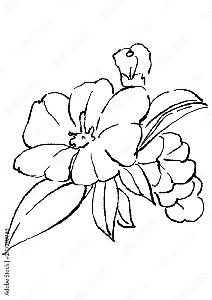 Fototapeta premium 咲き誇るアメリカンブルーの花の手描きの線画イラスト
