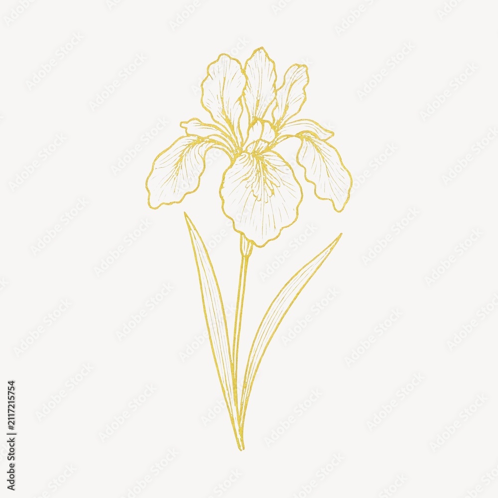 Fototapeta premium Elegant golden iris illustration.