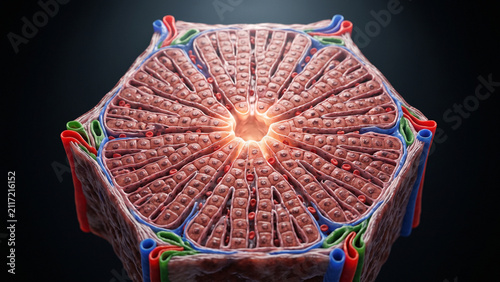 3D medical illustration of a hepatic lobule showing the hexagonal microanatomy and structural unit of the liver