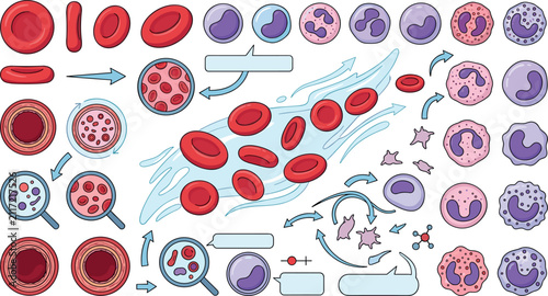 Fotografía Human blood cells science infographic vector set with red blood cells white bloo