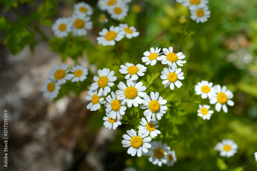 Fototapeta premium A close up shot of vibrant daisy like flowers blooming over lime green and chartreuse foliage of a golden feverfew shrub in a sunlit garden - latin name - Tanacetum parthenium Aureum