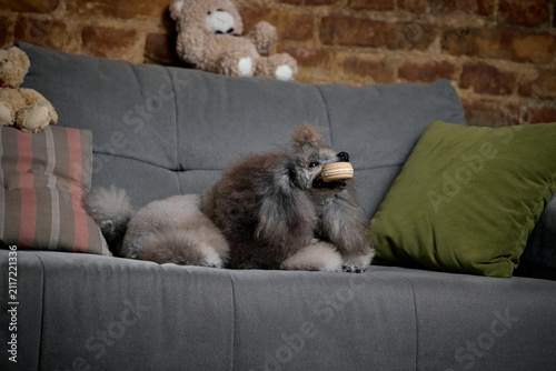 Принти на полотні Alert gray toy poodle holding round toy in mouth while lying on sofa
