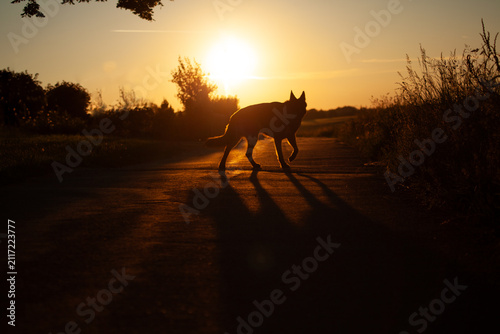 Silhouette eines Schäferhundes bei Sonnenuntergang auf einem Feldweg