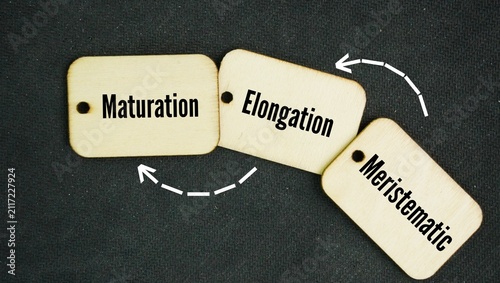 Fotografía Plant growth and development happen through three main cellular phases are Meristematic, Elongation, Maturation word