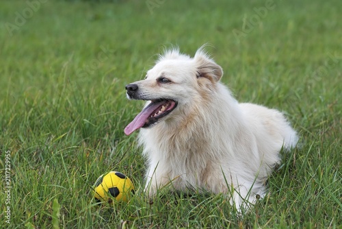 Little white dog, spitz half-breed (Canis lupus familiaris), male domestic dog
