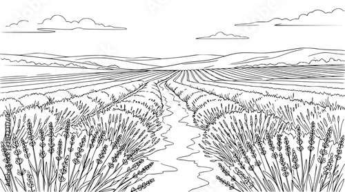 Lavender field landscape line art illustration for coloring book