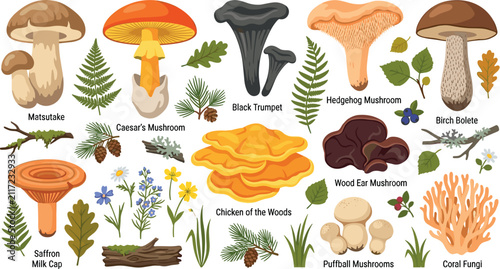 Obraz na plátně Edible wild mushrooms and forest botany vector kit featuring porcini chanterelle