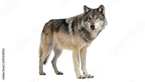Canvas Print Majestic wild grey wolf standing alert sideways isolated on transparent backgrou