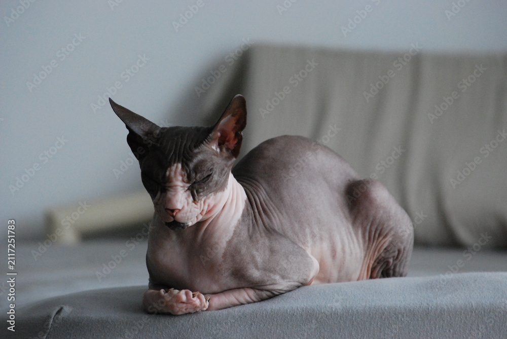 Konstfotografi cat and mouse