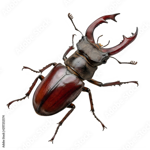 Top view of a majestic stag beetle with large mandibles isolated on transparent background 