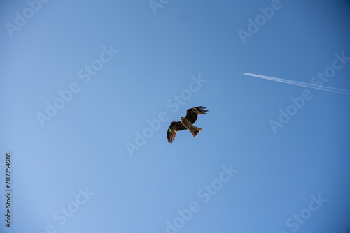 青空を舞う鳥と飛行機雲