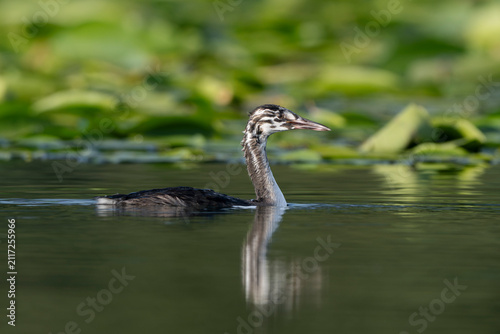 Fotografía Portrait of a juvenile great crested grebe (Podiceps cristatus) swimming on a lake