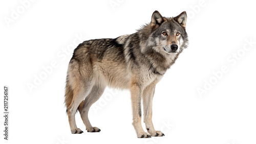 Canvas Print Majestic wild grey wolf standing alert sideways profile isolated on transparent