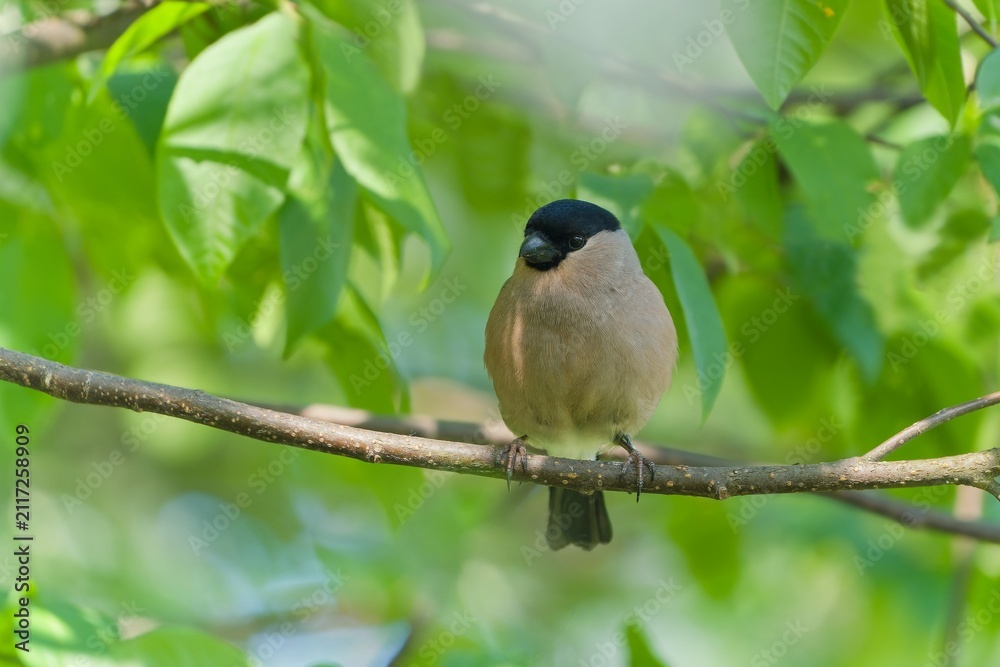 Obraz premium A female bullfinch sits on a tree. A beautiful bullfinch in the nature habitat. Pyrrhula pyrrhula