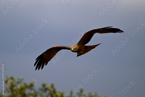 Fotografía Schwarzmilan, Schwarzer Milan // Black kite (Milvus migrans) - Nationalpark Monf