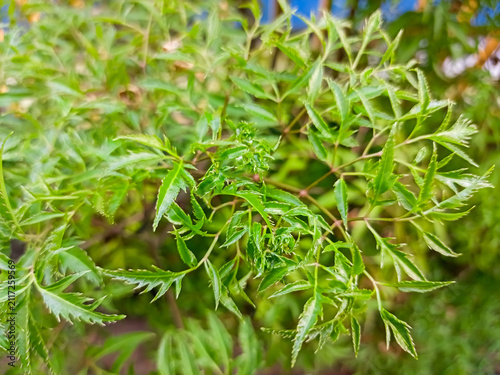 green grass background