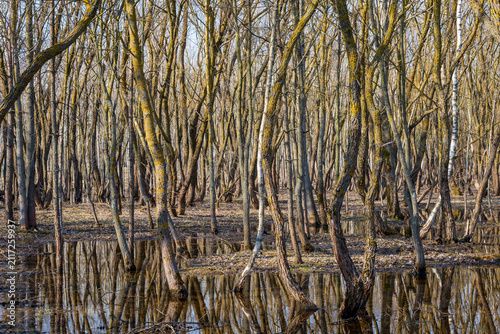 A grove in early spring