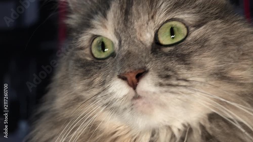 Grey tabby cat with fluffy fur and prominent whiskers, showing a curious and focused expression with its striking green eyes in a close-up portrait