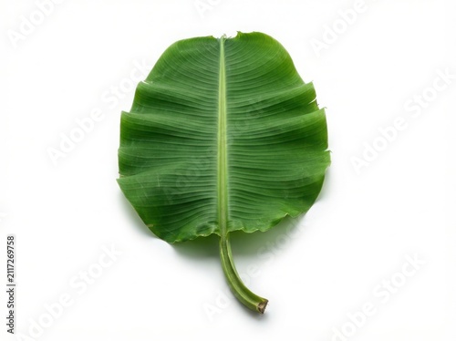 Isolated banana leaf on white background tropical foliage for design
