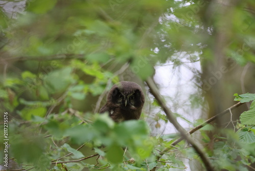 Принти на полотні Juvenile boreal owl sitting on a tree branch in the Swabian Alb Germany