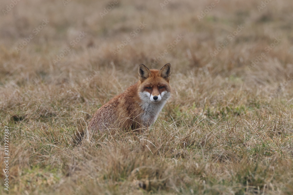 Obraz premium Red fox hunting in a green meadow in Baden-Wuerttemberg, Germany