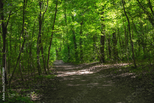 Forest path winding through vibrant green trees