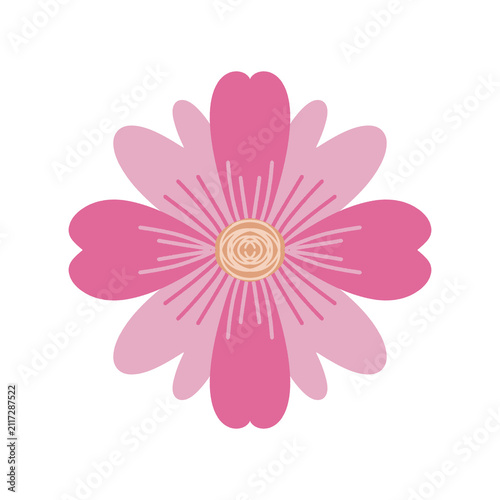 pink dahlia flower