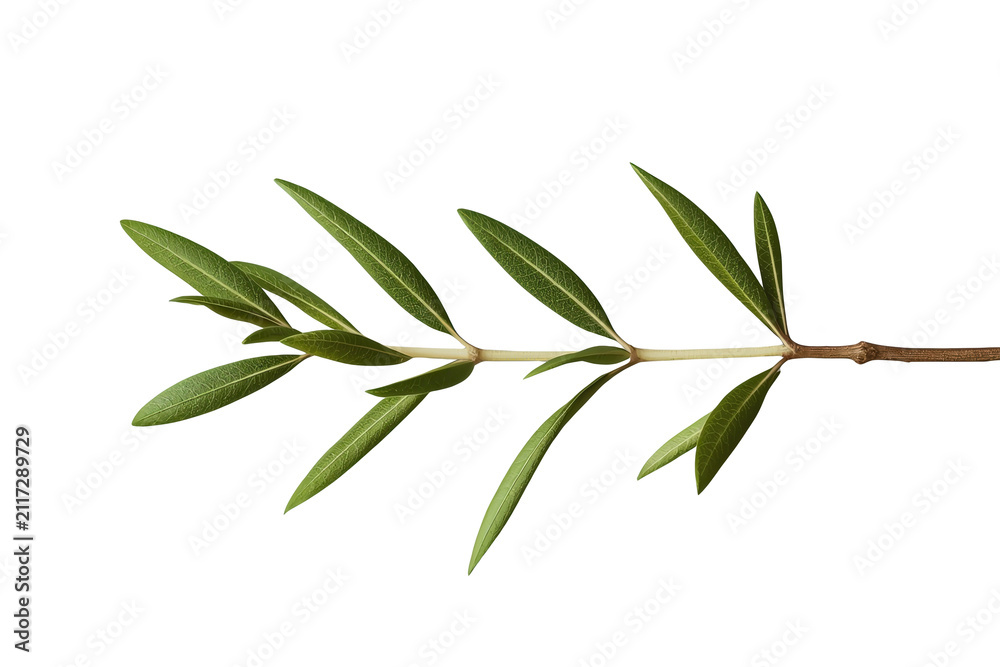 Fototapeta premium Fresh green olive branch with narrow leaves