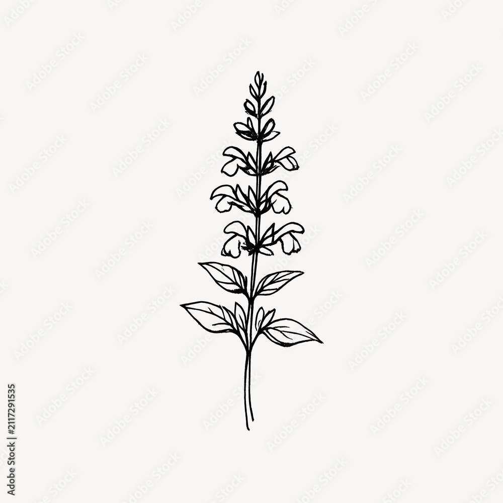 Obraz premium Simple black line drawing of a tall flowering plant with leaves.
