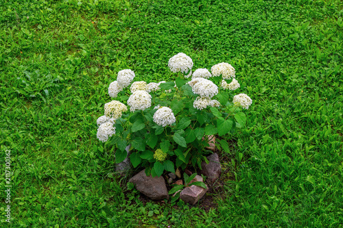 Beautiful hydrangea yuong bushes with lush and delicate inflorescences in the garden on a sunny summer day.