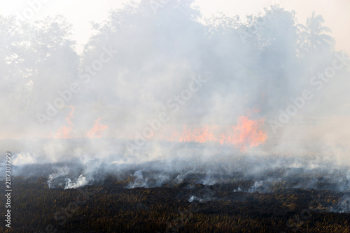 Rice straw burning after harvest with dense smoke and haze covering fields, highlighting air pollution, environmental impact