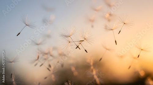 Soft dandelion seeds floating in the air against a warm sunset sky creating a peaceful and dreamy atmosphere