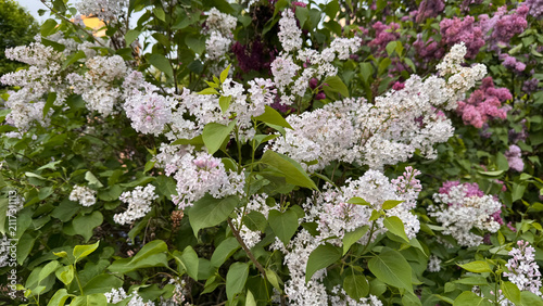 Fotografie White and pale pink Lilac flower clusters blooming among green leaves in a spring garden