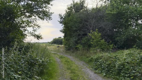 Scenic rural pathway surrounded by lush greenery and trees, leading towards an open field under a colorful sky 