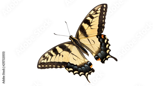 Canvas Print Beautiful vibrant yellow swallowtail butterfly wings spread isolated on transpar