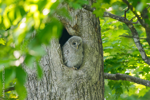 Fotografía Ezo Ural Owl chick (Strix uralensis japonica) in a tree cavity in Hokkaido, Japa