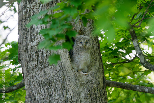 Cuadro en lienzo Ezo Ural Owl chick (Strix uralensis japonica) in a tree cavity in Hokkaido, Japa