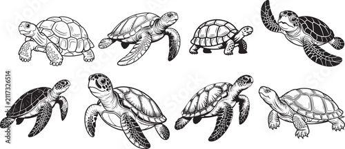  Set of black and white line art illustration of a sea turtle swimming gracefully.