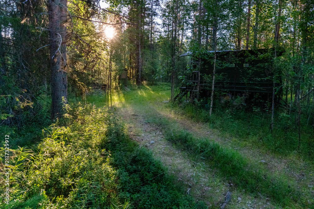 Obraz premium The sun is peeping out from behind the trees. Summer evening landscape of taiga with pines and birches. Romantic mood.