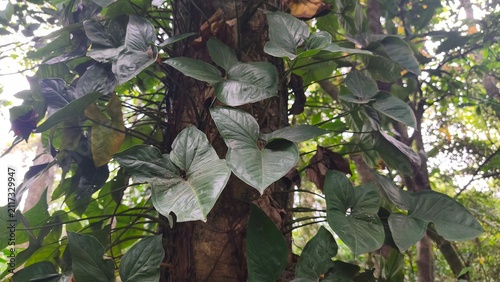 Quadro su tela Wild arrowhead vine (Syngonium podophyllum) leaves climbing up a large tree trunk in the forest