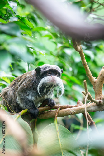 Emperor Tamarin	
