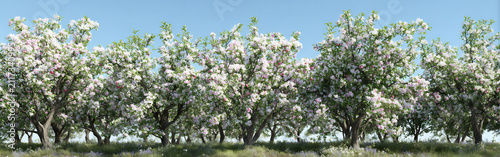 Blossoming fruit trees in an orchard during springtime under clear blue skies