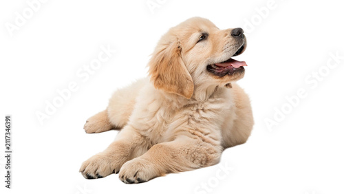 Obraz na płótnie Cute golden retriever puppy dog lying down isolated on transparent background cu