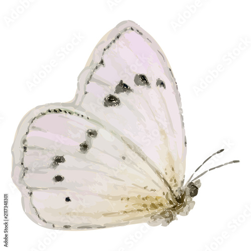 Pale butterfly is facing left in watercolor with black spots, antennae, transparent background