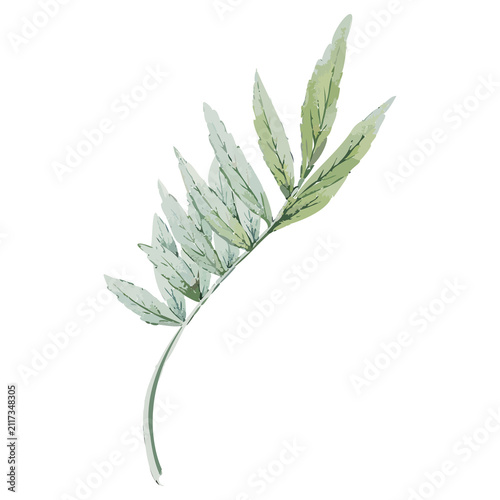 Curved fern frond is floating on transparent canvas, with watercolor ink strokes and visible veins