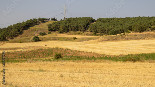 Fotografie Paisaje rural de campos dorados y colinas con bosque